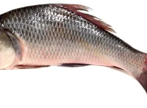 Bocha / Catla Fish